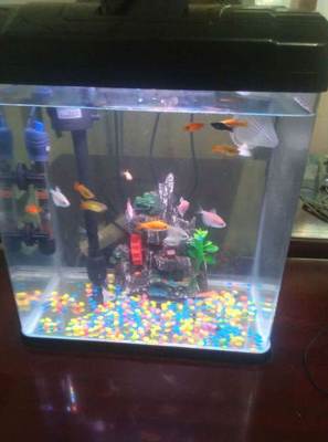 太原寵物市場觀察 99成新魚缸標(biāo)價(jià)230元，折射二手寵物用品新趨勢